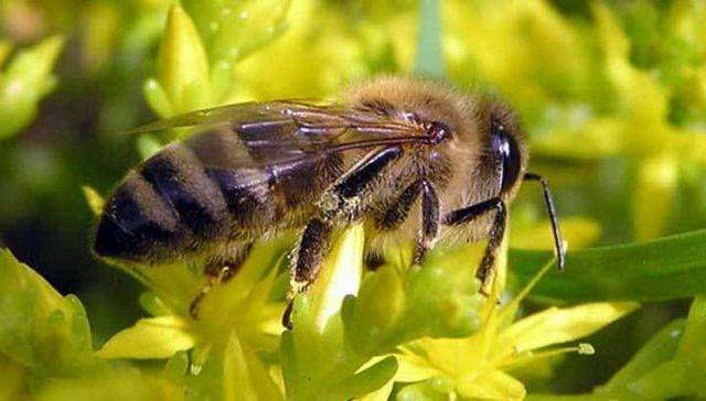 Породы пчёл: описание и фото самых популярных пород пчёл