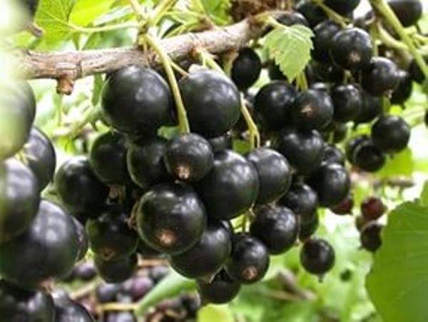 Смородина черная пигмей: описание сорта, фото, отзывы, урожайность