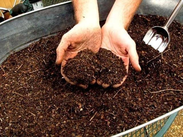 Крыжовник янтарный: характеристика, особенности выращивания и размножения