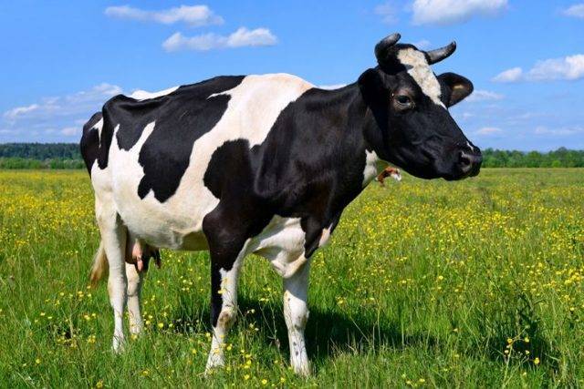 Ацидоз у коров, ее симптомы и методы лечения