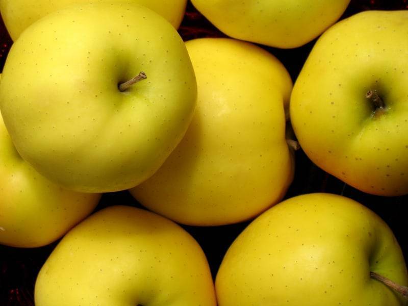 Яблоки голден делишес: описание сорта и фото