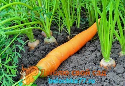Как посеять морковь под зиму?
