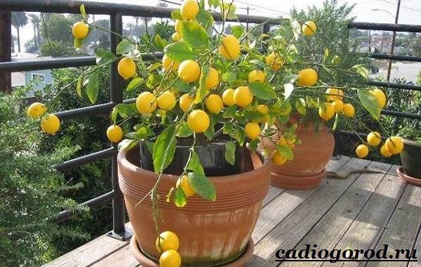 Чем подкормить лимон в домашних условиях? как удобрять лимонное дерево в горшке во время плодоношения, зимой, осенью и в другие сезоны?