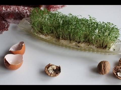 Кресс салат на подоконнике: как выращивать