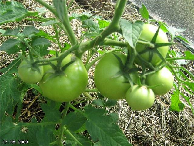 Характеристика и описание сорта томата хали гали, его урожайность