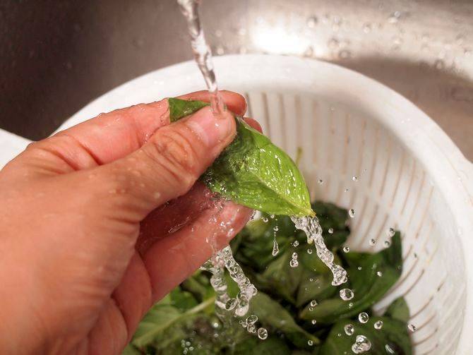 Как хранить базилик в домашних условиях: можно ли свежий, как замораживать в холодильнике на зиму, какая заготовка лучше и что делать, чтобы сберечь витамины?