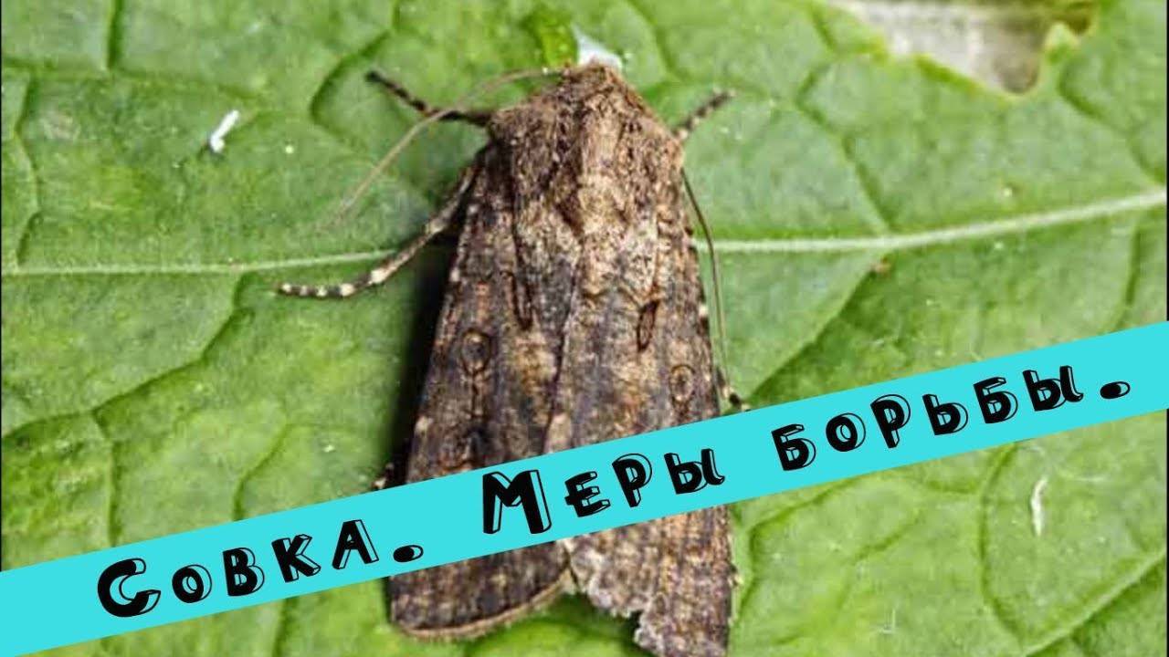Особенности борьбы с капустной совкой на огороде