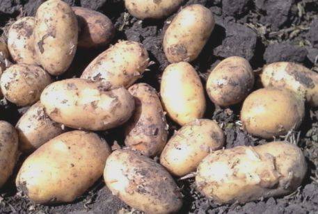 Голландская технология выращивания картофеля: особенности, условия и требования