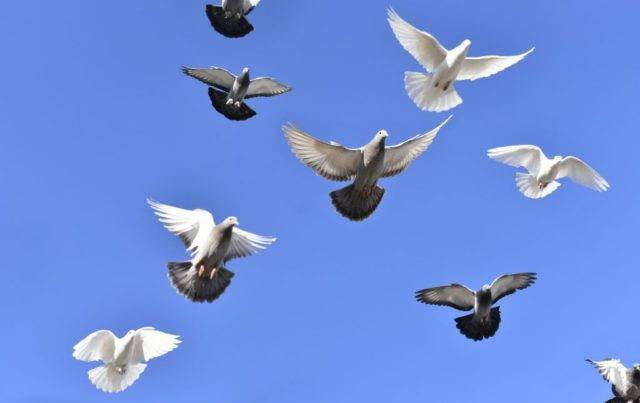 Бойные голуби (17 фото): ленинаканские и таджикские породы, чебаркульские и иранские разновидности, названия распространенных в россии видов, моздокские и кавказские птицы
