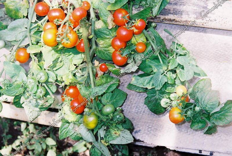 Какие сорта помидоров лучше сажать на балконе