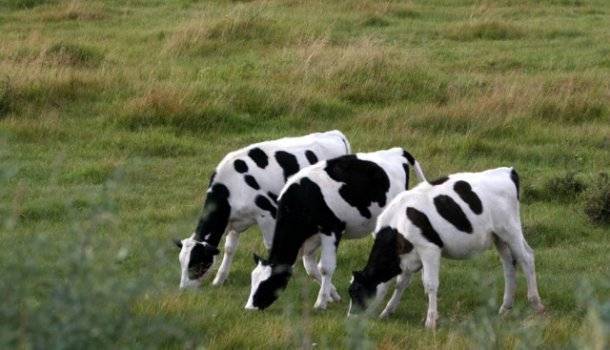 Послеродовой парез у коров: что это такое, чем лечить, как предотвратить