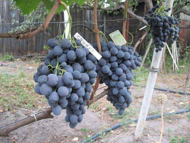 Виноград сфинкс: подробное описание сорта