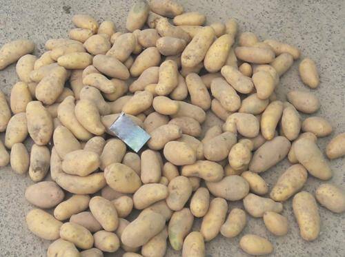 Описание картофеля гранада